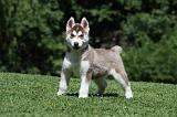 SIBERIAN HUSKY 392